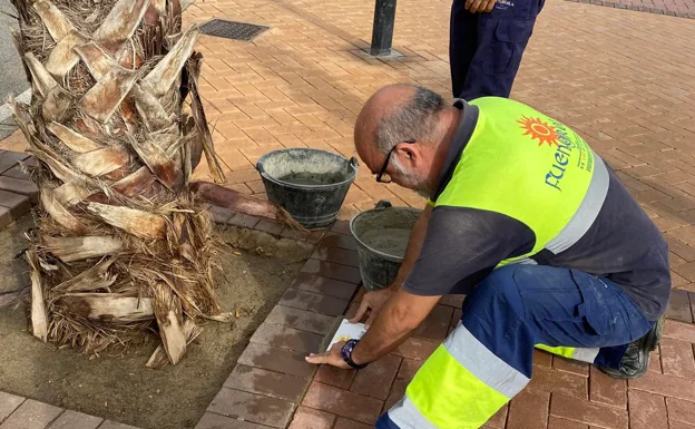 A municipal worker installs one of the plaques at the base of a tree in Fuengirola. /SUR.