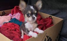 Woman reunited with missing chihuahua three days after car crash in Torrox