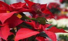 Tips and tricks to keep poinsettias alive for another year