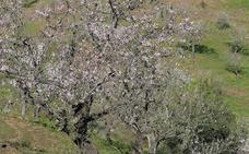 Top spots to see the almond blossom around Malaga province this winter