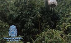 Drug-trafficking network busted as 29 people held in raids on seven production centres in south of Spain
