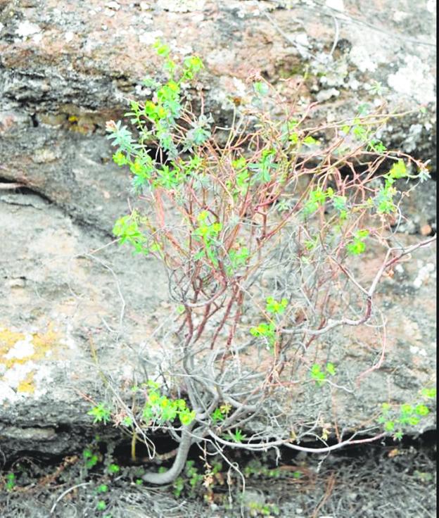 New plant identified in rare find on province's moutainsides