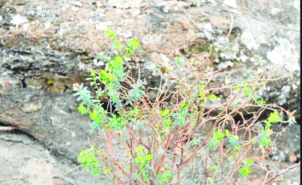 New plant identified in rare find on province's moutainsides