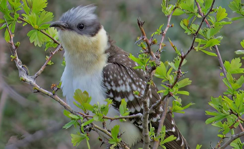The Great-spotted Cuckoo