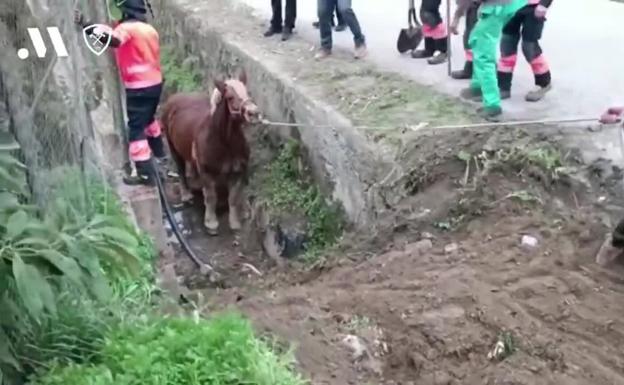 Firefighters rescue horse trapped in ditch in Vélez-Málaga