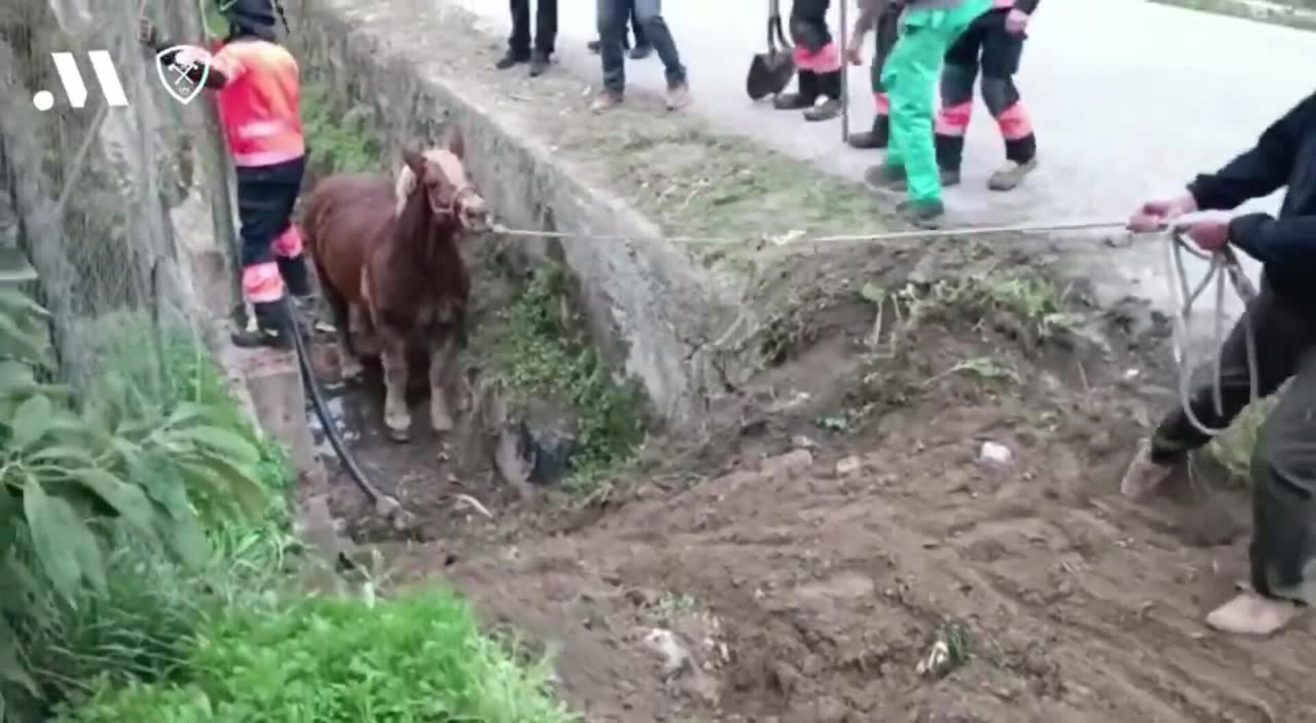 Firefighters rescue horse trapped in ditch in Vélez-Málaga