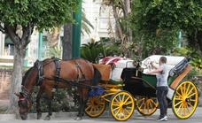 Could this be the end of horse-drawn carriages for tourists in Malaga?
