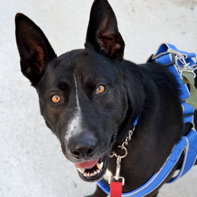 Perros y gatos buscan casa en Málaga. #AdoptaMLG