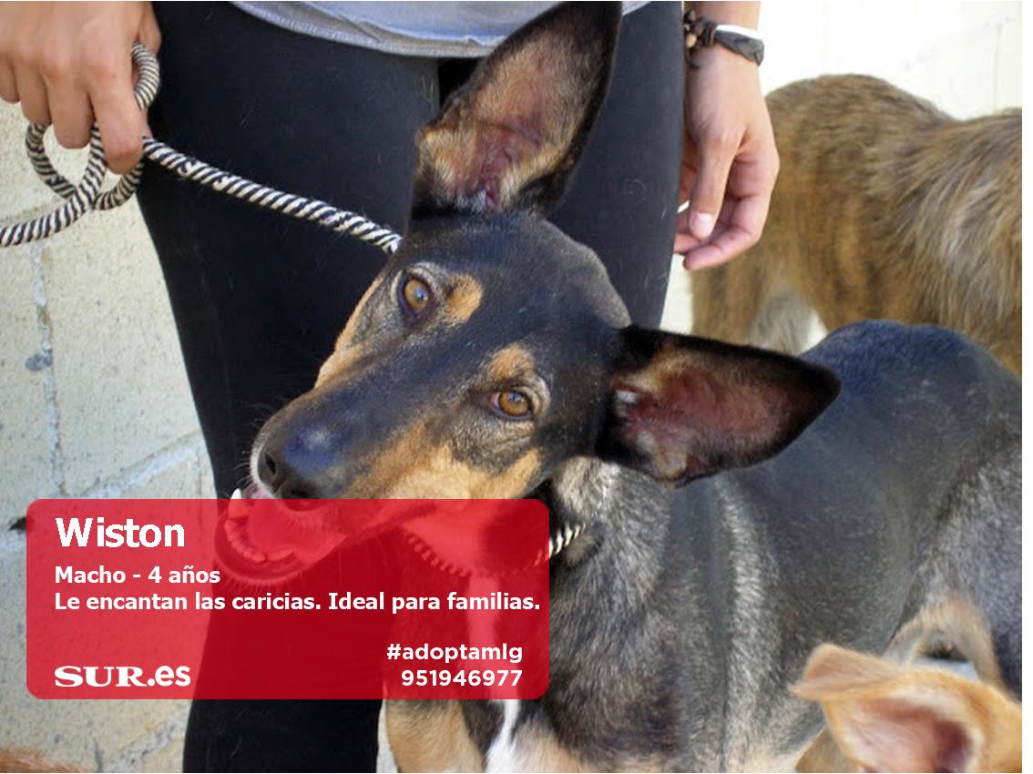 Perros buscan casa. #AdoptaMLG