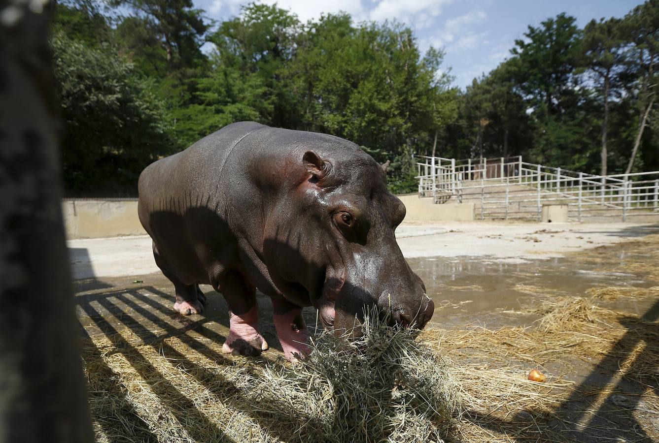 Todo vuelve a la normalidad en el zoo de Georgia, tras las inundaciones