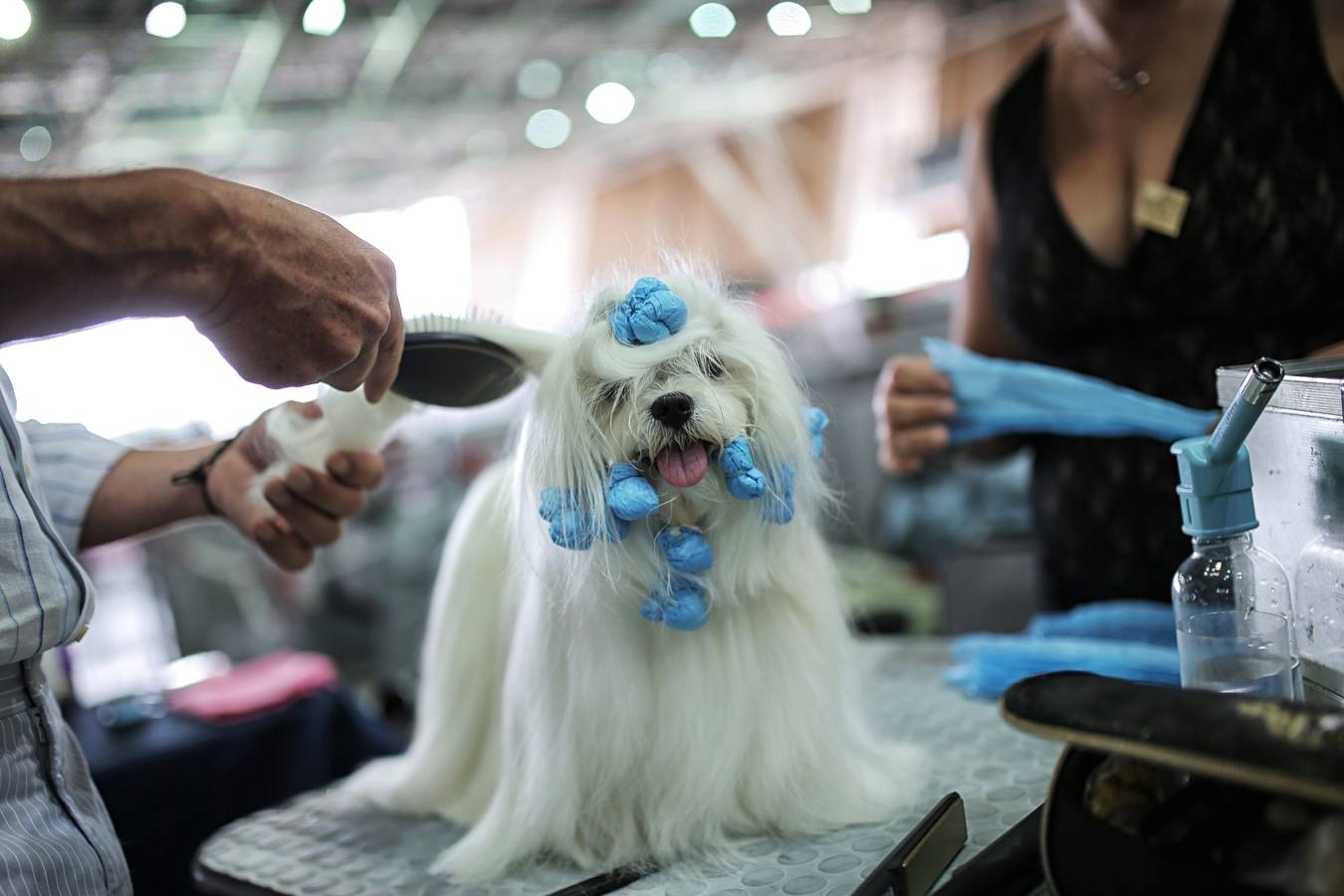 Turín celebra su exposición canina internacional