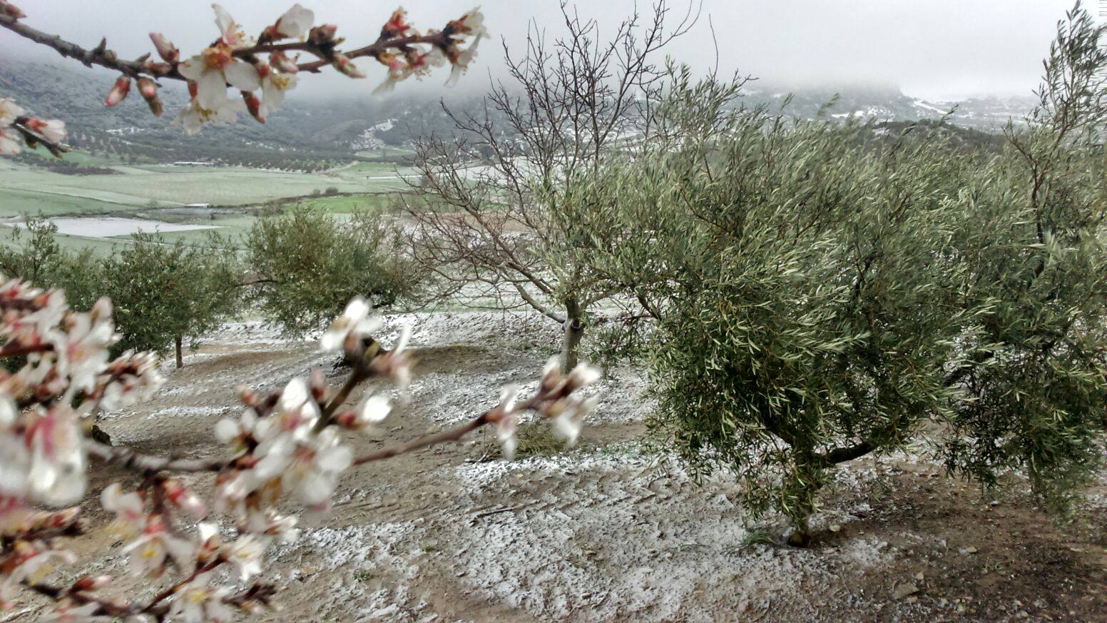 La nieve, también en la Axarquía