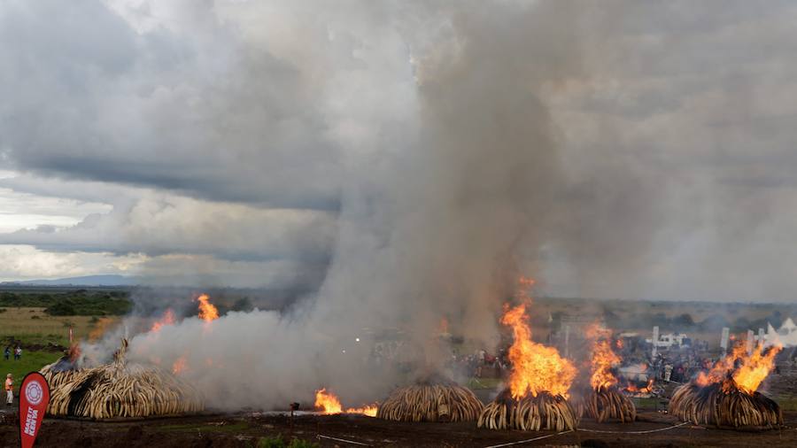 Kenia declara la guerra a los furtivos quemando 105 toneladas de marfil