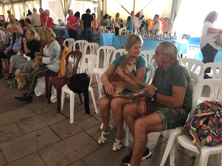 El concurso de mascotas de Nerja, en imágenes