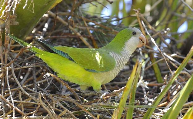 Quieren acabar a tiros con las cotorras que invaden Sevilla