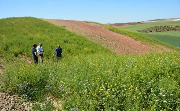 Márgenes florales, la nueva práctica agrícola que atrae polinizadores