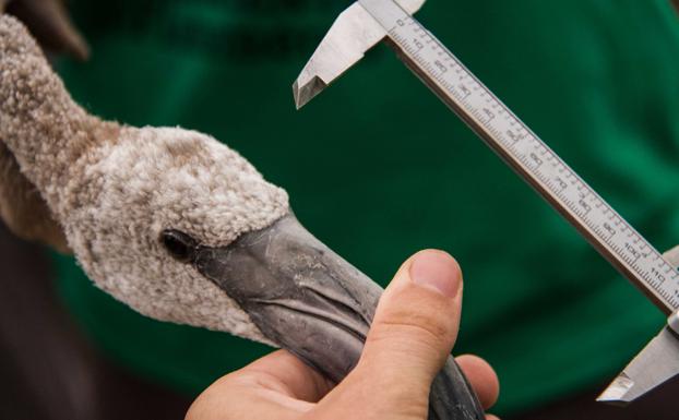 Este año volverá a haber anillamiento de flamencos en Fuente de Piedra