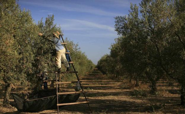 El 'ébola del olivo' llega a España