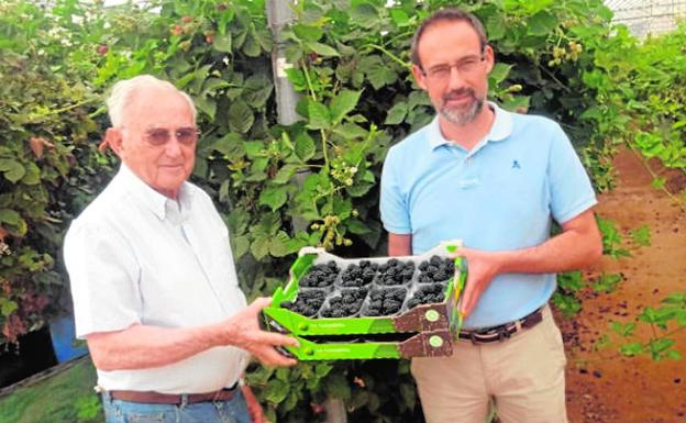 La Canastita llevará sus moras a Asia subida a Plus Berries