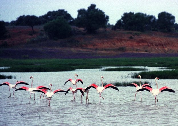 La Junta pide al Gobierno un trasvase del Guadiana al Guadalquivir para garantizar el agua a Doñana