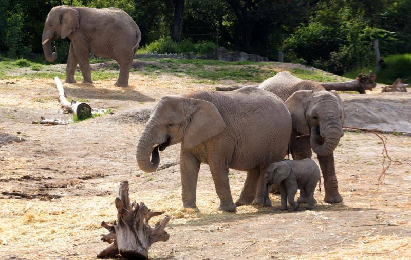 El crecimiento de un bebé elefante en peligro de extinción