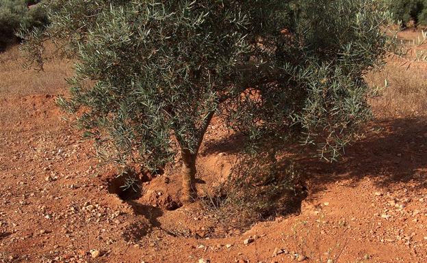 Asaja Málaga critica el retraso en la orden de vedas por su impacto en la agricultura