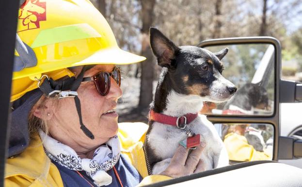 La aparición del perro doméstico tuvo su origen en un solo evento hace entre 20.000 y 40.000 años