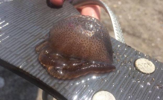 Banderas amarillas en la Costa del Sol ante el aluvión de picaduras de medusa