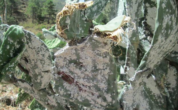 Las chumberas desaparecen en Málaga y el precio de sus frutos se duplica