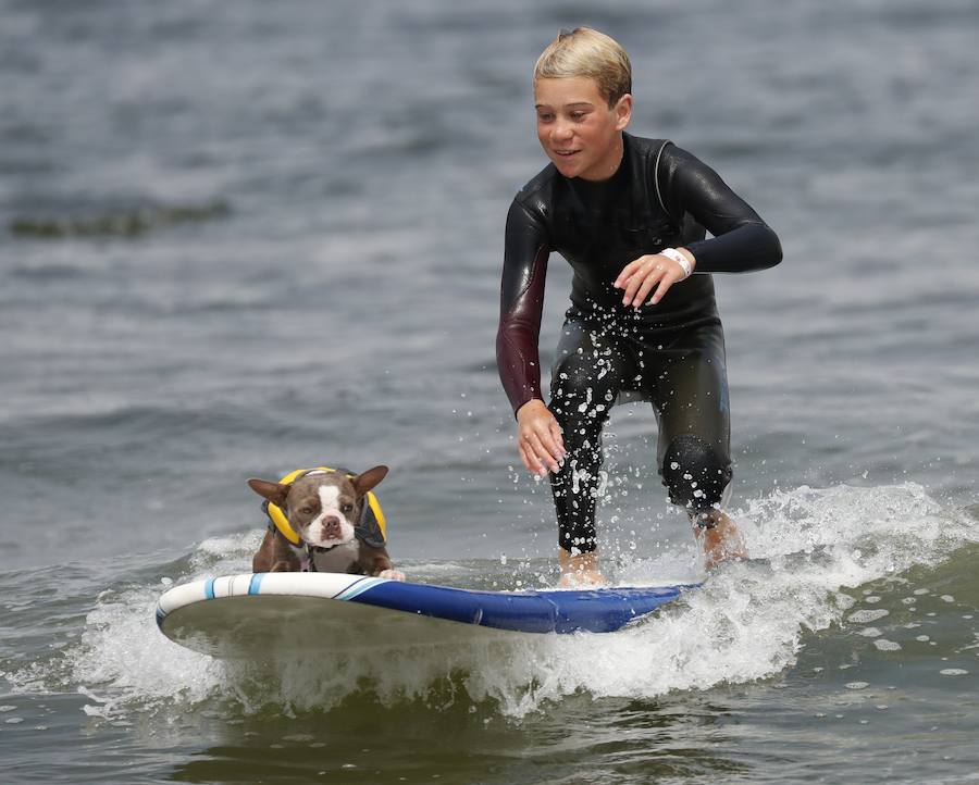 El Campeonato Mundial de Surf para perros en California