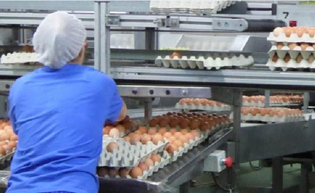 Los productores de España exportan más huevos debido a la crisis del fipronil en Europa