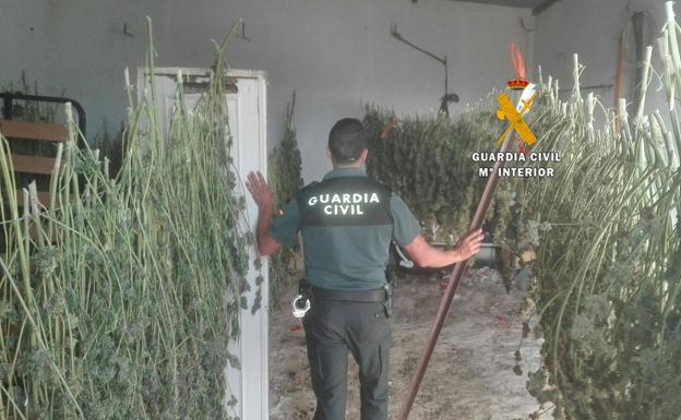 Cae en la Serranía de Ronda una red internacional dedicada al cultivo de marihuana
