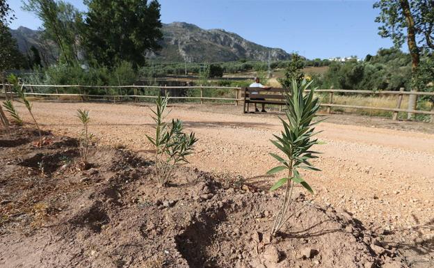 La Diputación retomará en otoño el plan de reforestación con 70.000 plantaciones