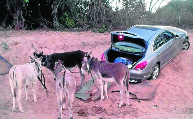 Burros que tiran del lujo