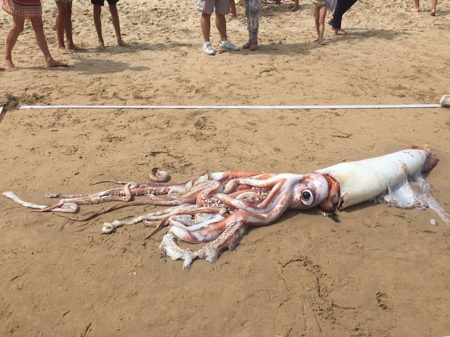 Sorpresa entre los bañistas de Llanes por la aparición de un calamar gigante