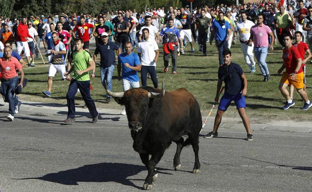 Un malagueño, herido grave en el encierro del Toro de la Vega en Tordesillas