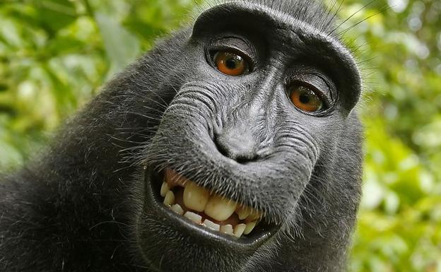 Un tribunal de EE UU atribuye al fotógrafo los derechos del 'selfie del mono'