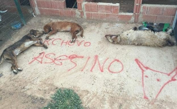 Matan en León a tres perros del último lancero del Toro de la Vega