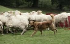 Kit, un perro casi ciego, cuida un rebaño de 210 ovejas y cabras