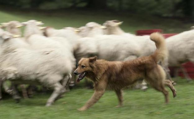 Kit, un perro casi ciego, cuida un rebaño de 210 ovejas y cabras