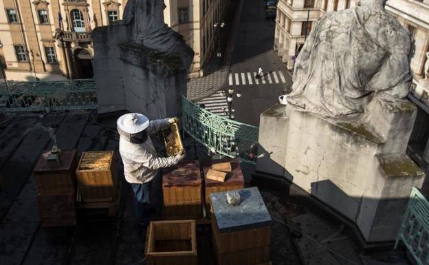 Los tejados de Praga se pueblan de abejas para producir miel