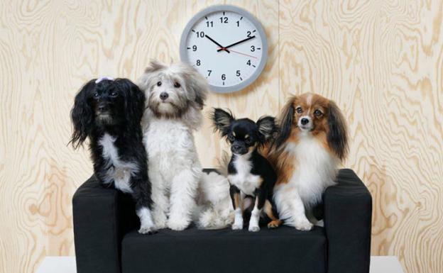 Ikea lanza una colección para animales