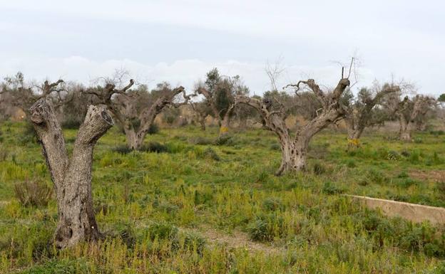 ¿Qué es el 'ébola del olivo'? La bacteria que tiene en vilo al campo malagueño