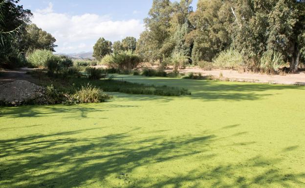 Medio ambiente investiga la aparición «puntual y aislada» de peces muertos en el Guadalhorce