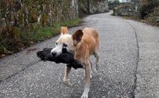 La verdadera historia de la perra de Galicia y su cachorro carbonizado