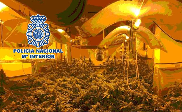 Seis detenidos tras desmantelar ocho plantaciones de marihuana en Vélez-Málaga