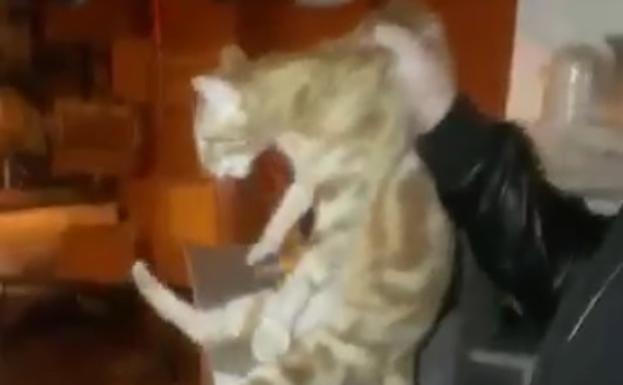La Guardia Civil investiga un vídeo en el que un menor lanza a un gato desde un segundo piso en Torre del Mar