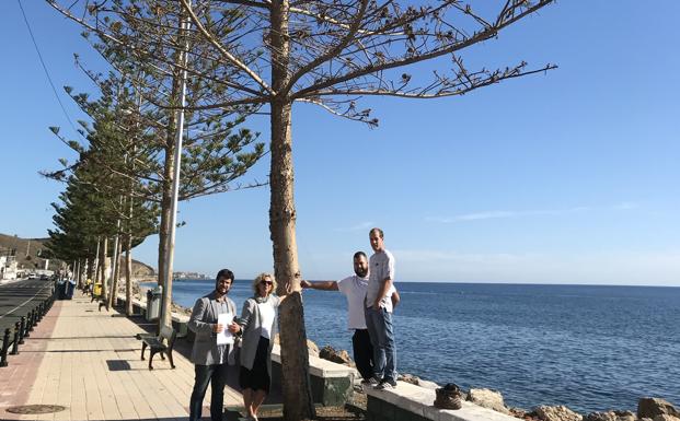 IU solicita una actuación urgente para salvar las araucarias del paseo marítimo de Lagos, en Vélez