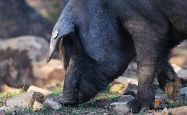 En defensa del cerdo ibérico