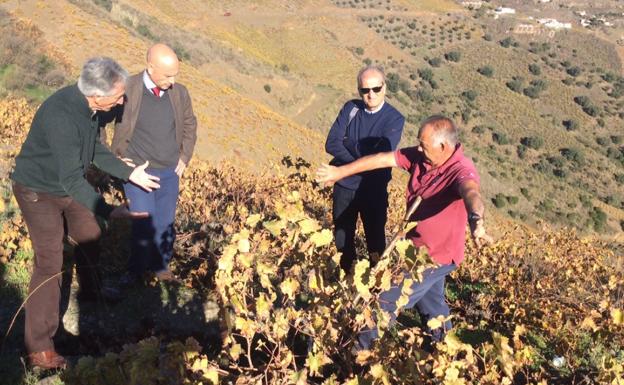 La Unesco examina con detalle sobre el terreno al sector de la pasa moscatel